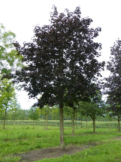 Acer Platanoides Crimson King Roodbladige Noorse Esdoorn Cv Van