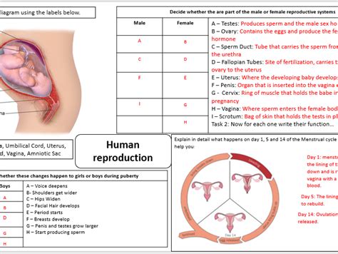 Ks Reproduction Revision Mind Map Teaching Resources