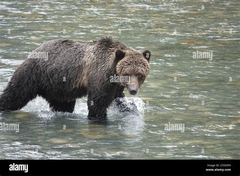 Grizzly Bear in River Stock Photo - Alamy