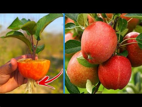 Orcharding Magic Growing Apple Trees With Apple Fruit Unique