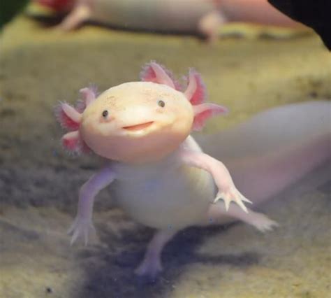 [最も人気のある！] adorable baby axolotl pictures 461759-Cute baby axolotl pictures - Pixtabestpictylyr