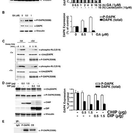 Inhibition Of HSP90 Activity By Geldanamycin Enhances DAPK