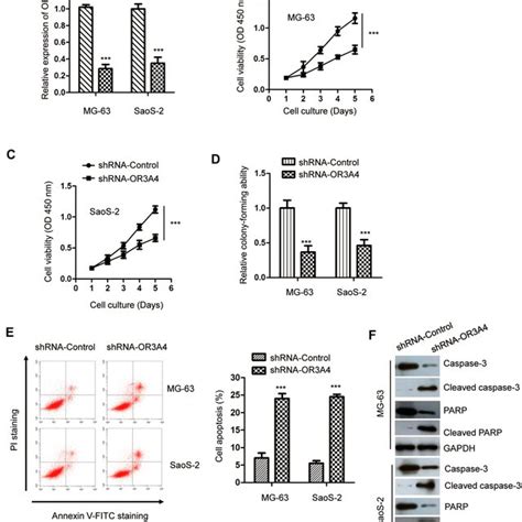 Down Regulation Of Or A Inhibited The Malignant Behavior Of Os Cells