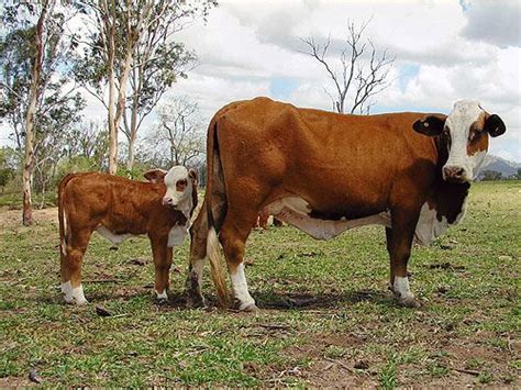 Australian Braford The 60000 Acre Property Lambton Meadows Was Added