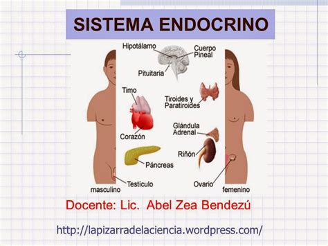 Biolog A Y Quimica De Secundaria Guadalupe Sistema Endocrino