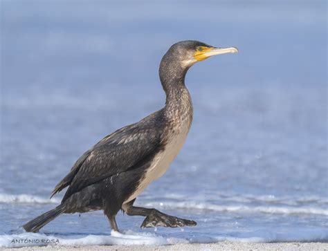 DSC3462 Corvo Marinho De Faces Brancas Great Cormorant Flickr