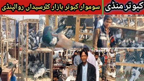 Kabutar Market Latest Update Kabootar Mandi Rawalpindi Kallar Syedan