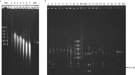 A Analysis Of The Size Of Sheared DNA Fragments By Pulsed Field Gel