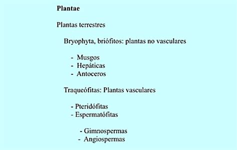 Taxonomía Vegetal Clasificación De Las Plantas Terrestres