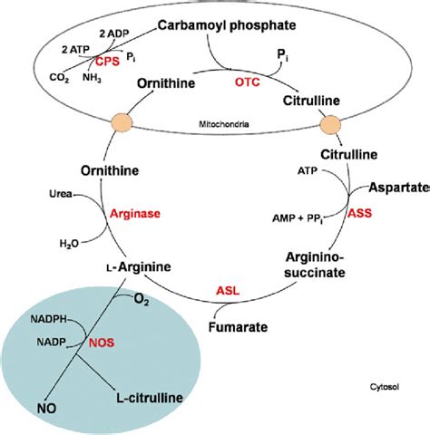 Ammonia Urea Cycle