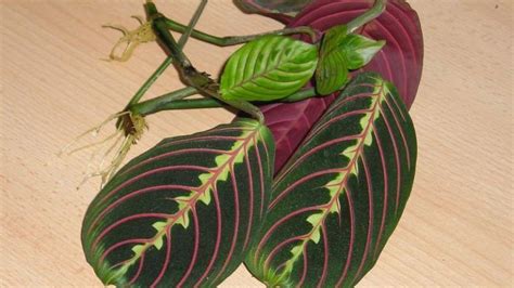 Maranta Leuconeura O Planta De La Oraci N Cultivo Y Cuidados Agrom Tica