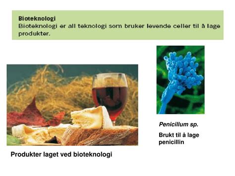 PPT 8A Bioteknologi Og Genteknologi Levende Organismer Og DNA Blir