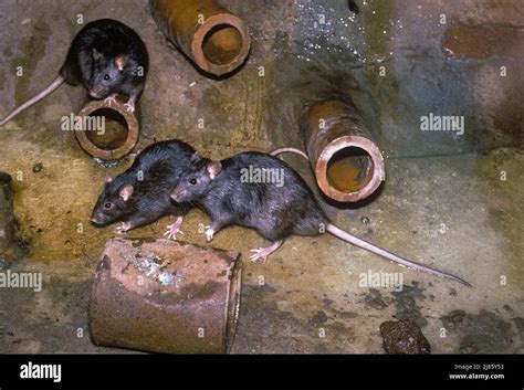 Black Rats In Sewer France Stock Photo Alamy