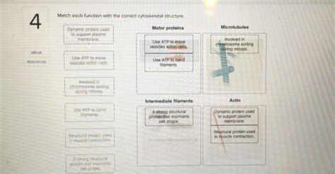 Solved Match each function with the correct cytoskeletal | Chegg.com 