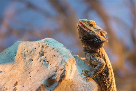 Photos De Vrais Dragons Worlds Weirdest Flying Dragon