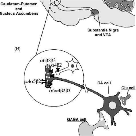 Pdf Gotti C Clementi Fneuronal Nicotinic Receptors From Structure