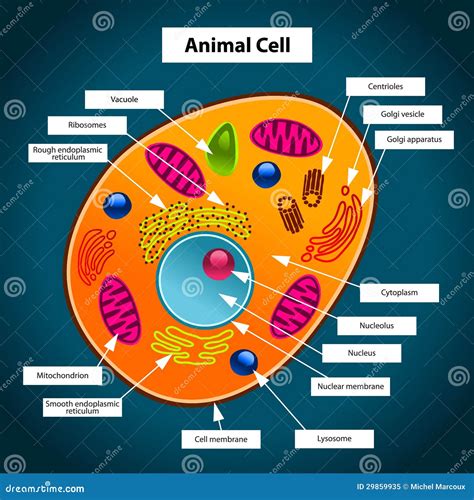 Animal Cell stock vector. Illustration of human, scientific - 29859935