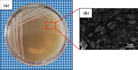 Colony Morphology On Lb Medium Plate A And Corresponding Single Cell Download Scientific