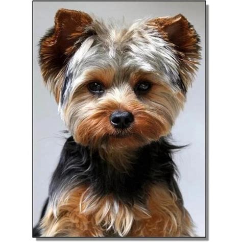 D Diy Diamant Peinture Kits Chien Yorkshire Terrier Grande Taille