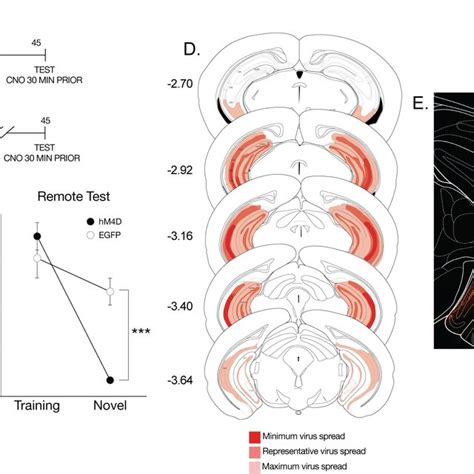 Inactivation Of The Ventral Hippocampus Eliminates Time Dependent