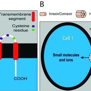 Structure of gap junctions. A) Illustration of the membrane topology of ...