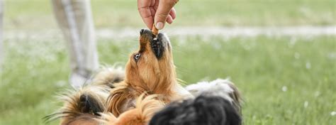 Vergiftung Beim Hund Symptome Erste Hilfe Behandlung