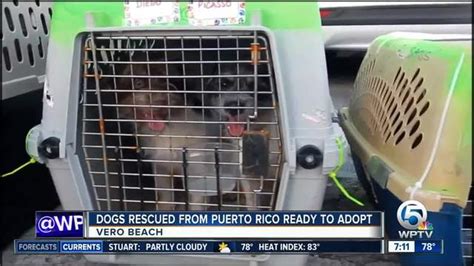 Dogs Rescued From Puerto Rico Ready To Adopt