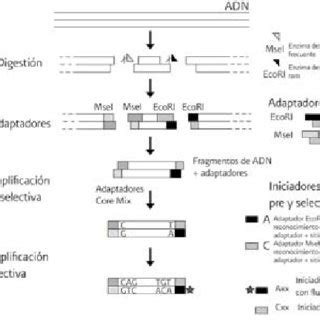 Figura 2 Etapas de la extracción del ADN La homogeneización y lisis