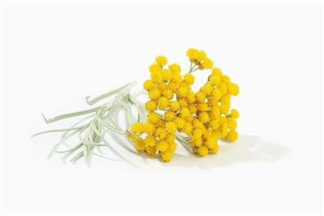 Helichrysum Italicum | Gorana Healthy Living