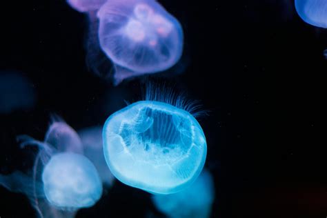 Bioluminescence Photos, Download The BEST Free Bioluminescence Stock Photos & HD Images