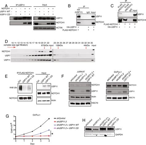 Usp11 Is A Notch1 Deubiquitinase A 293 T Cells Were Transfected With