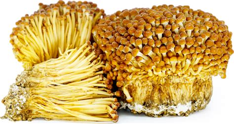 Where To Buy Enoki Mushrooms Uk Dominica Serrano