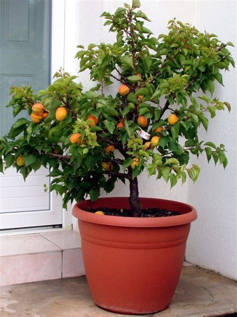 Alberi Da Frutto Nani Da Coltivare Sul Balcone Consigli Utili