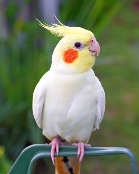 10 Cockatiel Colors Varieties & Mutations (With Pictures) - Pet Care Stores