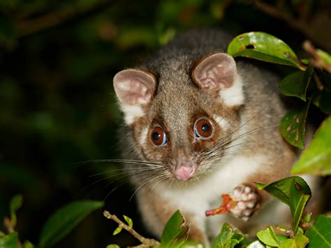 common ringtail possum pseudocheirus peregrinus tomahawk tasmania