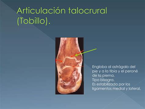 Anatomia del pie | PPTX