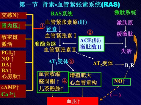 肾素血管紧张素药理word文档在线阅读与下载无忧文档