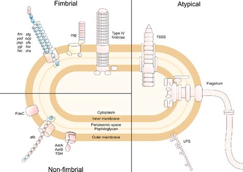 Schematic representation of the adhesins identified in APEC strains.... | Download Scientific ...