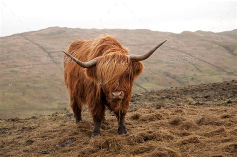 Selective Focus Shot Of A Brown Scottish Highland Cattle Stock Photo By