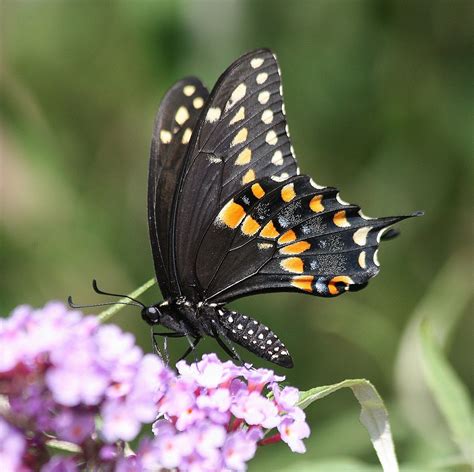 Michigan Butterflies And Skippers July 2012