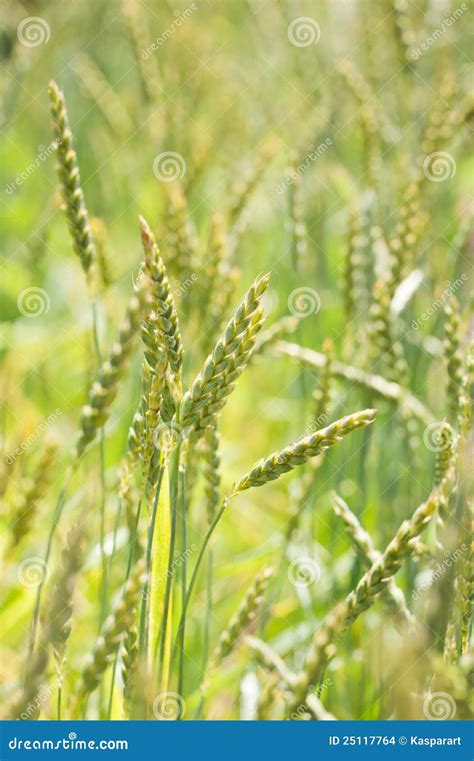 Spelt Plants Triticum Spelta Stock Photo Image Of Crop Field 25117764