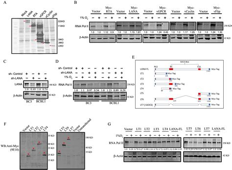 Kshv Encoded Lana Bypasses Transcriptional Block Through The