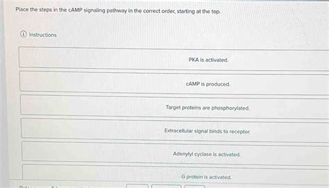 Solved: Place the steps in the cAMP signaling pathway in the correct ...