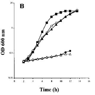 Growth Of The Wild Type Strain And Of Different Mutants In The Presence