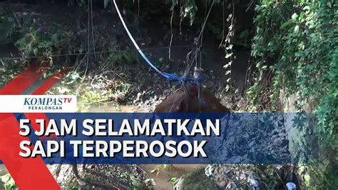 Sapi Tercebur Ke Sungai Sedalam Meter Evakuasi Dramatis Pakai