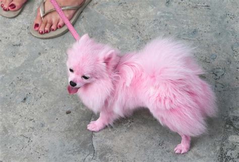 Dog Hair Dye How-To Guide