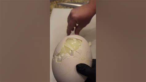 Perfectly Cooked Hard Boiled Ostrich Egg Youtube