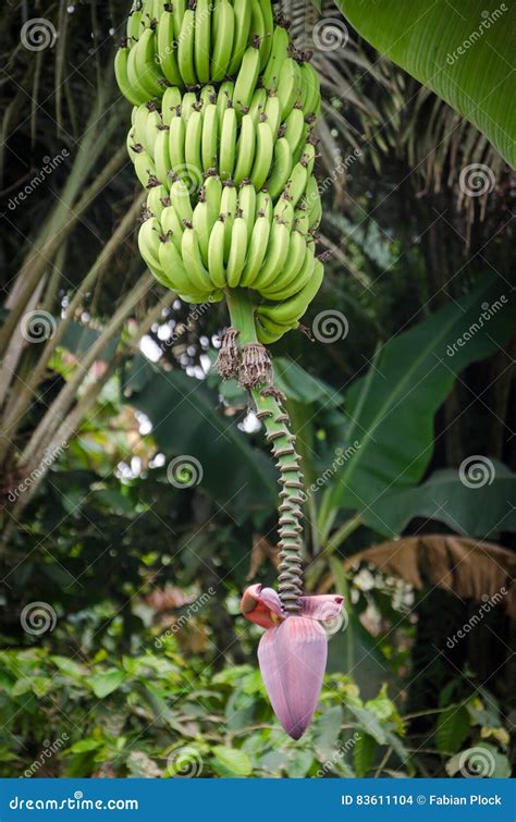 Banana Bush Baring Many Fruits And Purple Blossom In Jungle Of Cameroon