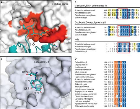 Highly Conserved Protein Interaction Modules In The Acinetobacter