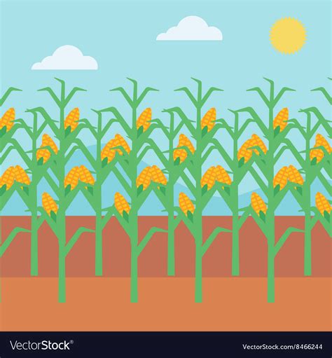 Background of corn field Royalty Free Vector Image